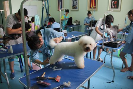 {易七娛樂}(宠物美容师宠物美容培训深圳)