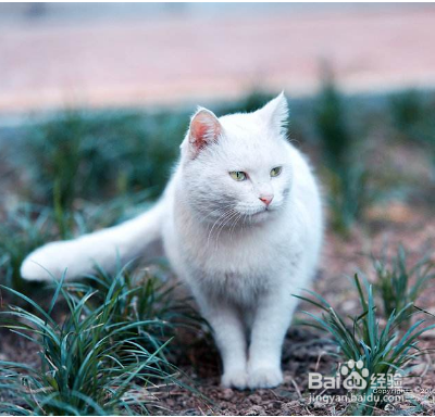 {易七娛樂捕魚機}(宠物猫怎么养才会胖)