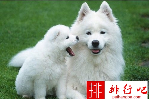 {易七娛樂百家樂}(72种名犬图片及名字博美)