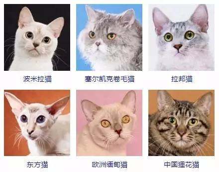 {易七娛樂老虎機}(宠物猫的品种及价格排名图片)